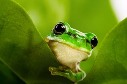 Fotos hq de cute frog