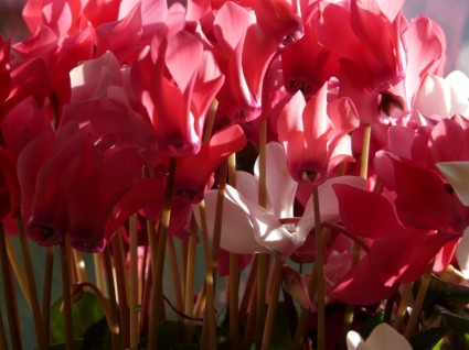 cyclamen ดอกไม้สีชมพู
