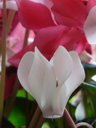 цикламеновый цветок Розовая