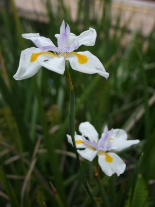 fleurs de Cymbidium