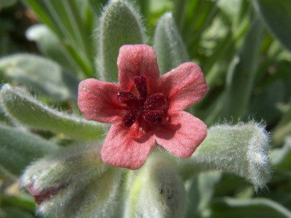 gewöhnliche Cheirfolium Blume Blüte