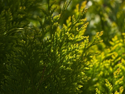 Cypress Wallpaper Plants Nature