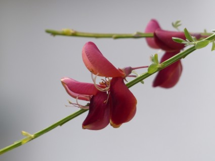 Cytisus scoparius fiori rosso