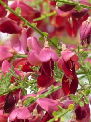 Cytisus scoparius fleurs rouge