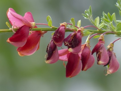 Cytisus scoparius flores rojas