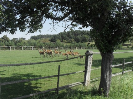 Tschechien Landschaft Wald