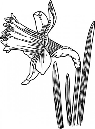 Daffodil ClipArt
