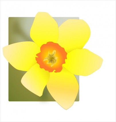 ปะ daffodil