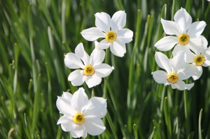jardim de flores de Narciso