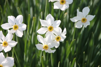 jardín de flores Narciso