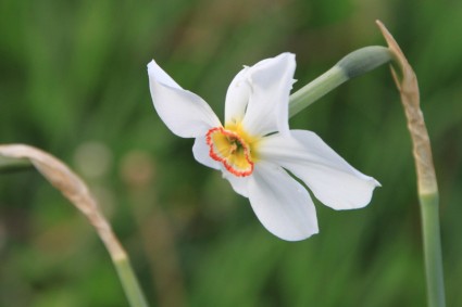 bunga-bunga dafodil narcissus