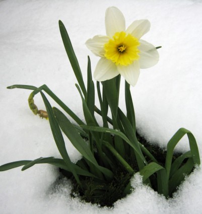 Daffodil di salju