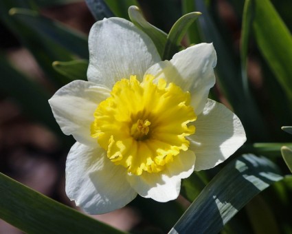 นาร์ซีซัส daffodil jonquil