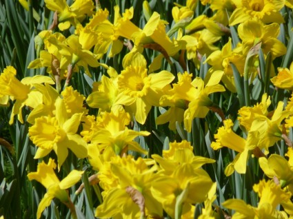Daffodils dafodil bidang osterglocken