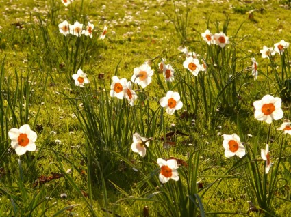 ดอกแดฟโฟดิลส์ daffodil