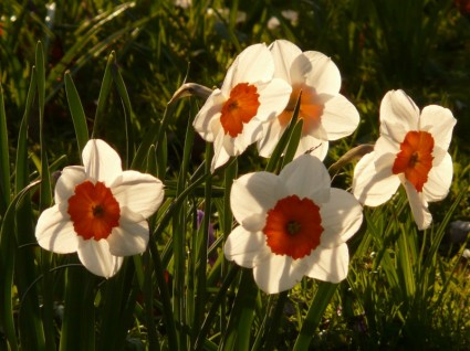 бледно-желтый Нарцисс цветок