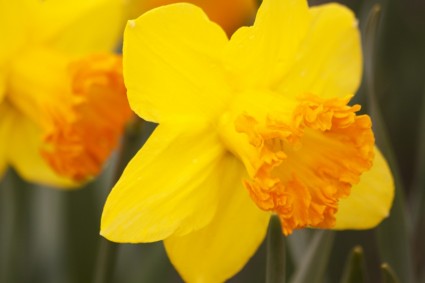 Daffodils narcissus Amaryllidaceae.