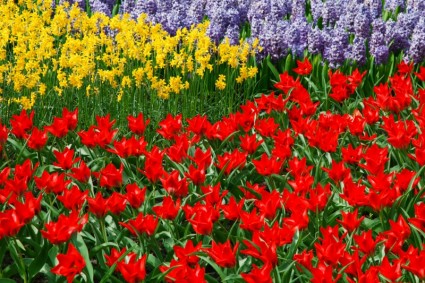 żonkile, tulipany i Hiacynty