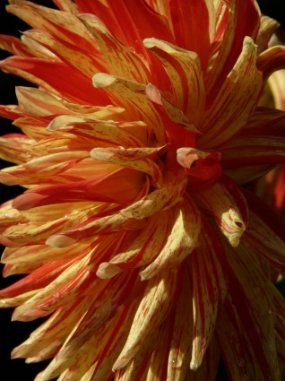 fiore giardino dahlia Dahlia