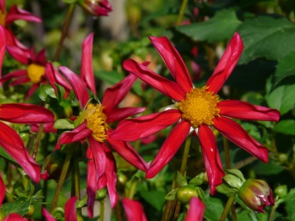 fleur rouge jardin de Dahlia