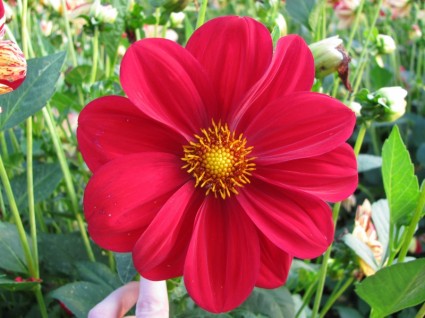 fiore dalia rossa fiore dalia rossa
