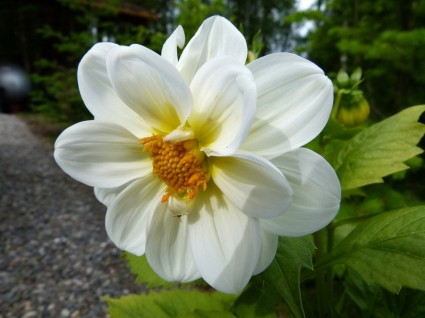 ダリアの白い花