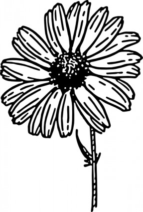 clipart de Asteraceae