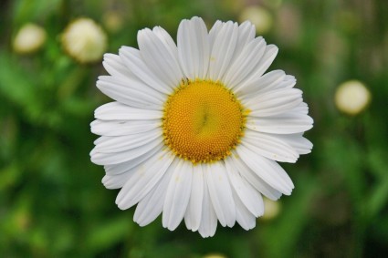 Daisy hoa cúc Hoa