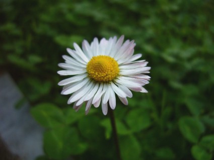 bunga Daisy