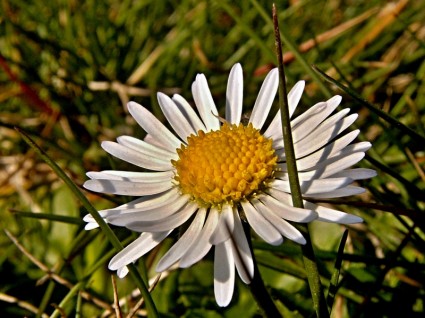 Дейзи Цветок трава