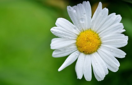 Daisy hoa đồng cỏ