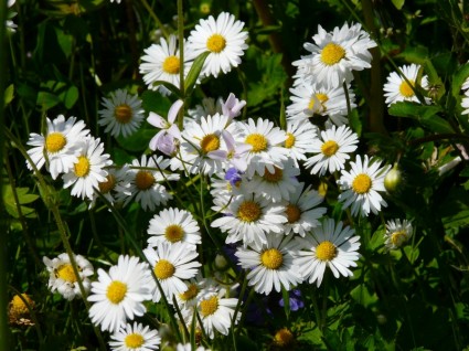 fleurs sauvages prés de Daisy