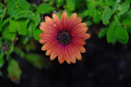flor de la Margarita polen