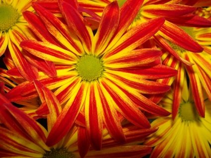 เดซี่วอลล์เปเปอร์ดอกไม้ธรรมชาติ
