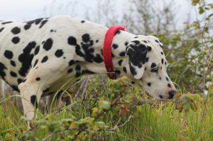 canine chien Dalmatien