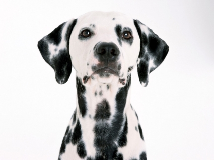 fond d'écran Dalmatien chiens animaux