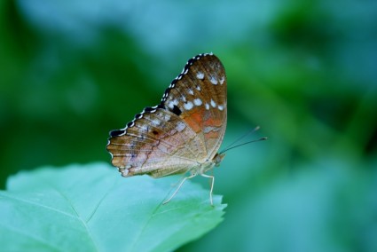 별 plexippus 나비 나비