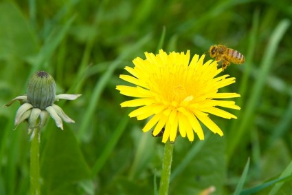 pissenlit et une abeille