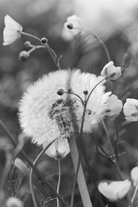 Луговой цветок одуванчика