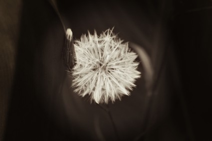 พืชดอกไม้ dandelion