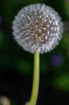 Dandelion hawkbit bunga