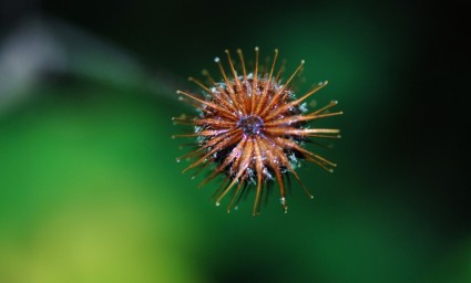 Dandelion hawkbit bunga