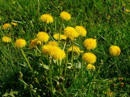 Dandelion meadow rumput