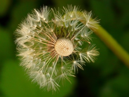 fleur de graines de pissenlit