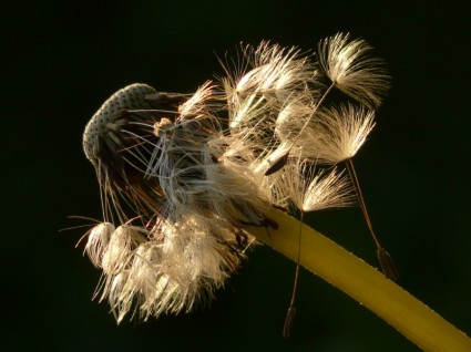 fleur de graines de pissenlit