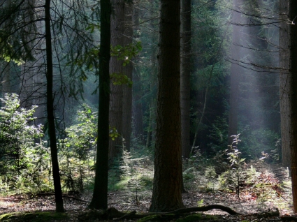 natura paesaggio di foresta oscura per il desktop