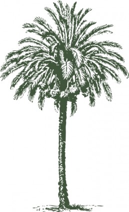 clipart palmier dattier