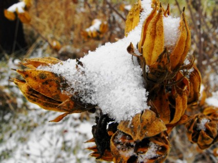 死んだ植物カバー雪