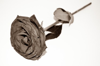 死了的玫瑰