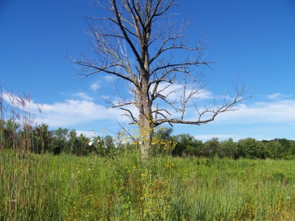 árvore morta no campo